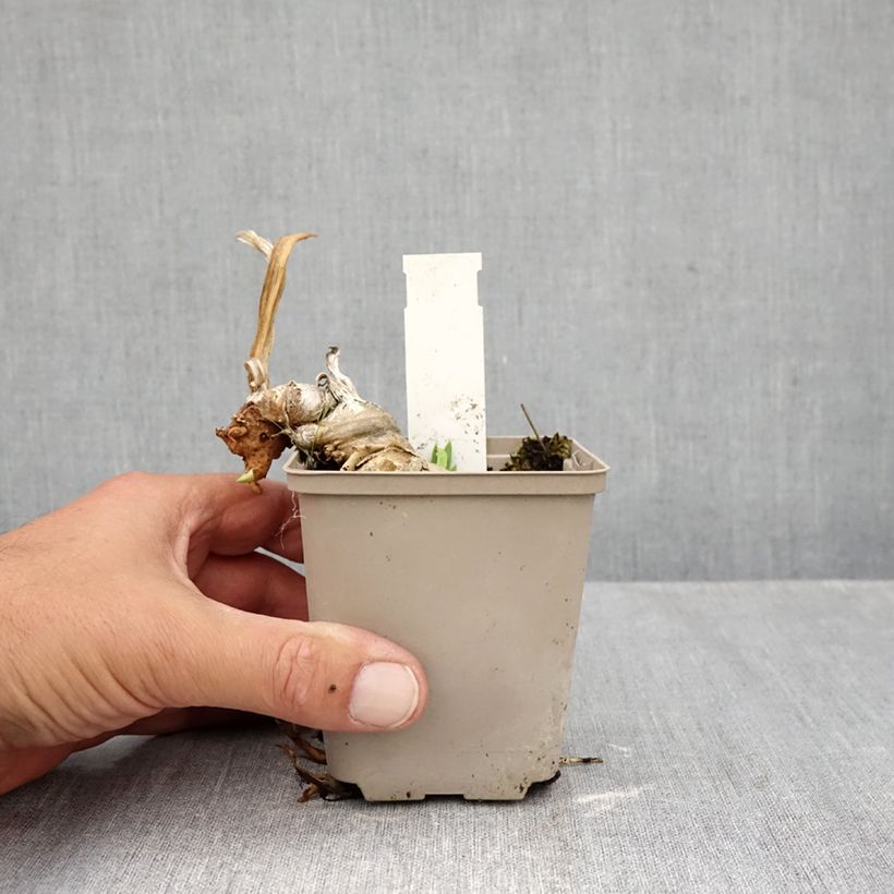 Iris Rouge de Plaisir - Bearded Iris 8/9 cm pot sample as delivered in autumn