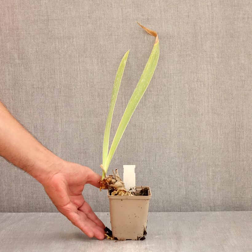 Iris Rouge de Plaisir - Bearded Iris 8/9 cm pot sample as delivered in summer