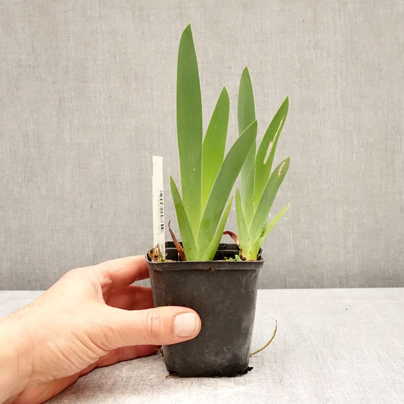 Iris Rouge de Plaisir - Bearded Iris 8/9 cm pot sample as delivered in spring