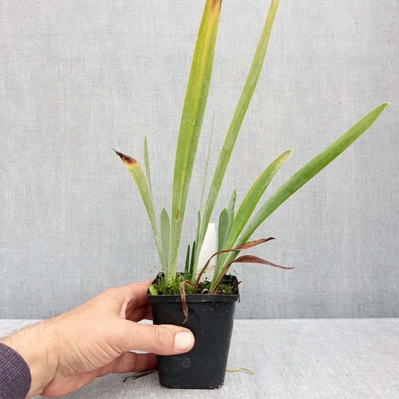 Iris Sharp Dressed Man - Tall bearded iris 8/9 cm pot sample as delivered in autumn