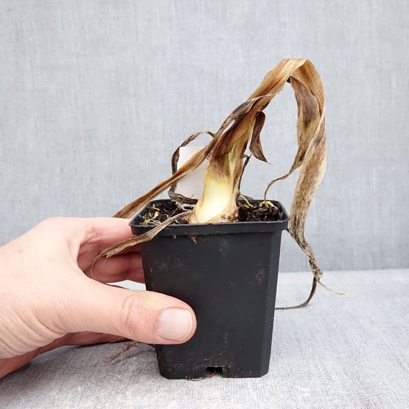 Iris Sharp Dressed Man - Tall bearded iris 8/9 cm pot sample as delivered in winter