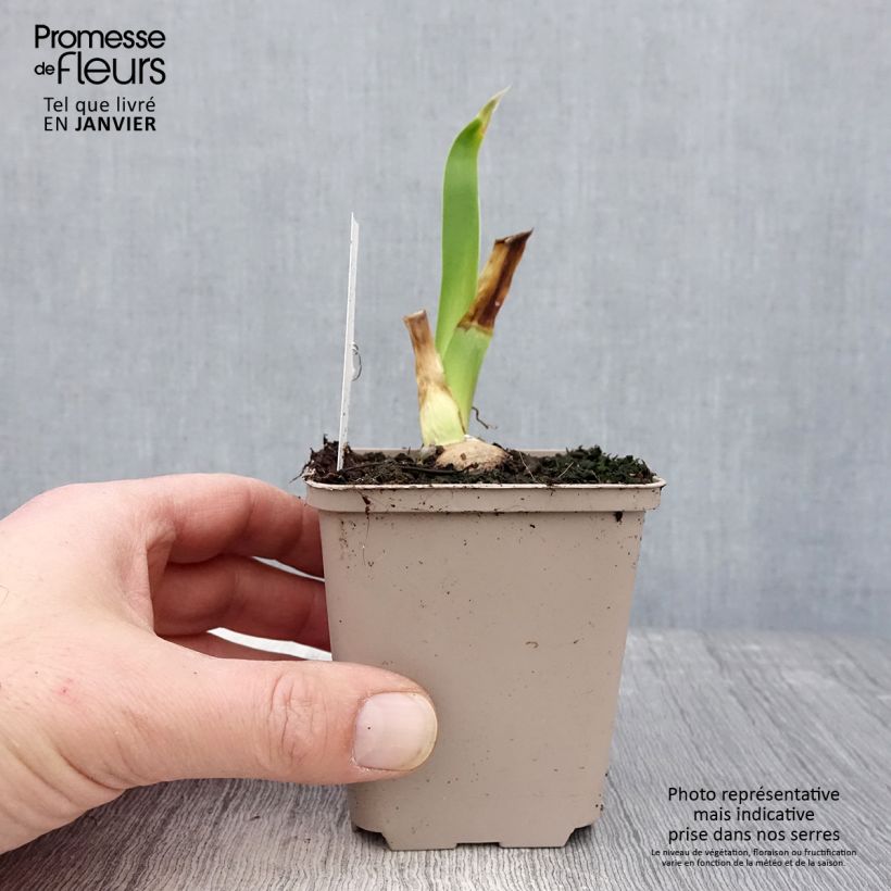 Iris Sharper Image - Tall Bearded Iris 8/9 cm pot sample as delivered in winter