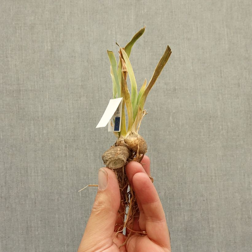Iris germanica Sinister Desire - Bearded Iris bare-root rhizome sample as delivered in winter