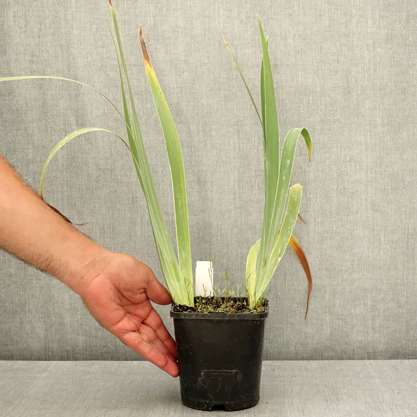 Iris Siva Siva - Tall Bearded Iris 1.5L/2L pot sample as delivered in summer