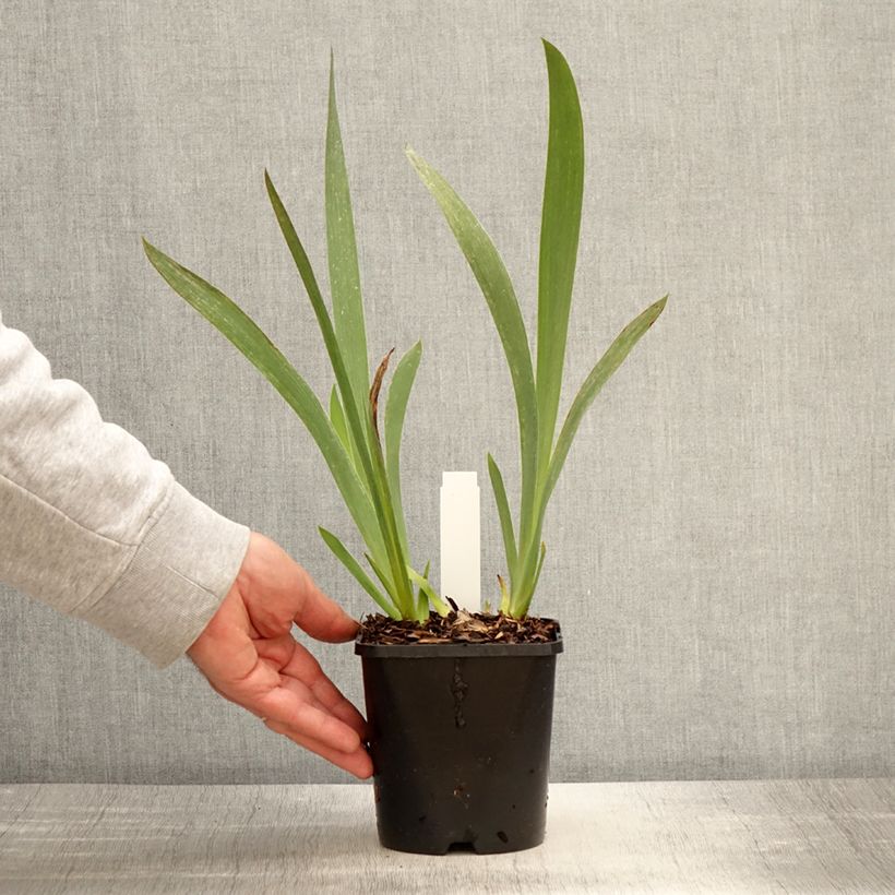 Iris Siva Siva - Tall Bearded Iris 1.5L/2L pot sample as delivered in spring