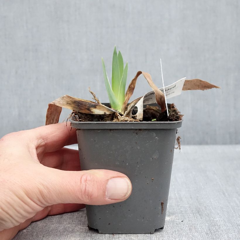 Iris Souffle Chaud - Tall Bearded Iris 8/9 cm pot sample as delivered in winter