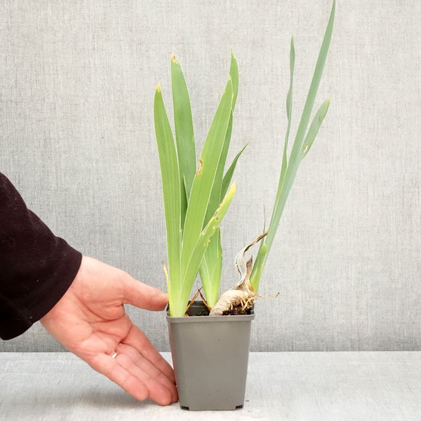 Iris Souffle Chaud - Tall Bearded Iris 8/9 cm pot sample as delivered in spring