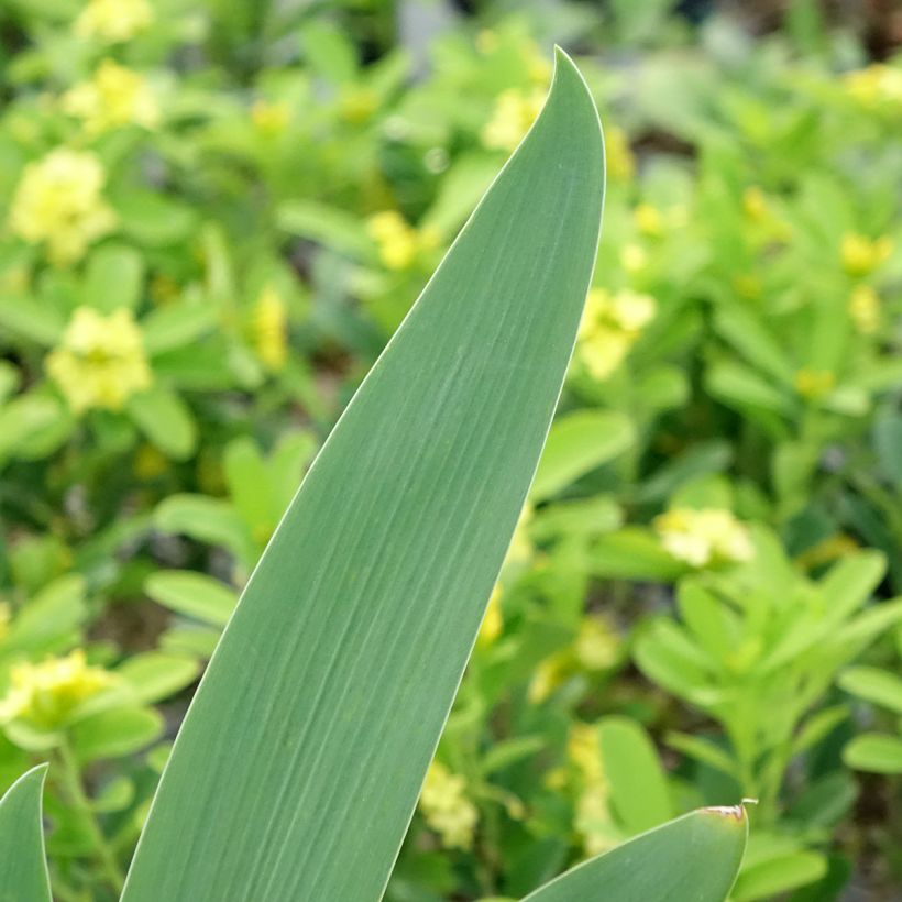 Iris Souffle Chaud - Tall Bearded Iris (Foliage)