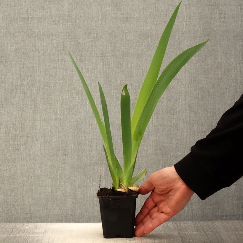 Iris Sovereign Crown - Tall Bearded Iris 8/9 cm pot sample as delivered in spring