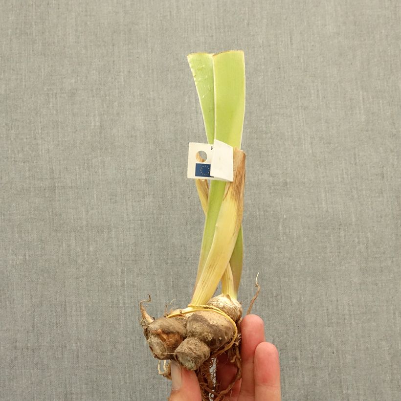 Iris germanica Spectator - Bearded Iris bare-root rhizome sample as delivered in winter