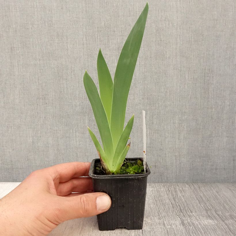 Iris Stepping Out - Tall Bearded Iris 8/9 cm pot sample as delivered in spring