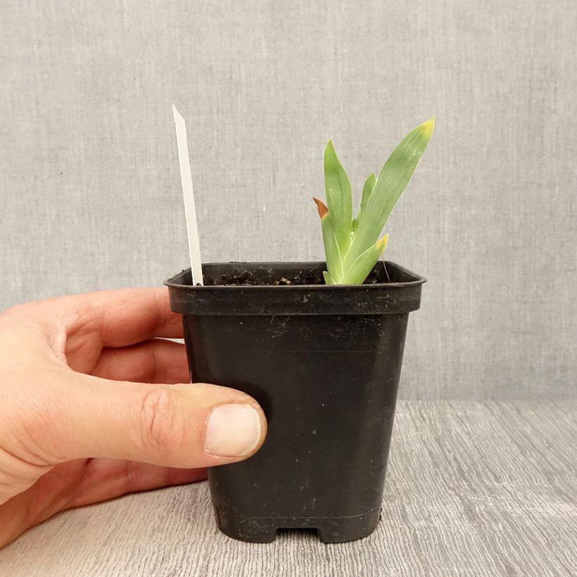 Iris Storm Center - Bearded Iris 8/9 cm pot sample as delivered in spring