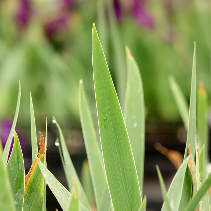 Iris Sultans Palace - Tall Bearded Iris (Foliage)