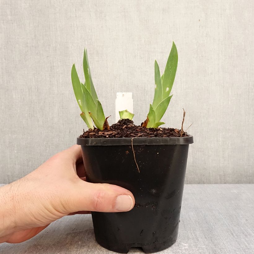 Iris Sunset Sky - Tall Bearded Iris 1.5L/2L pot sample as delivered in winter