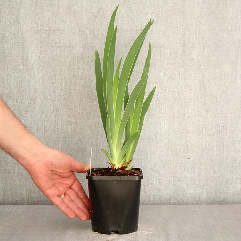 Iris Sunset Sky - Tall Bearded Iris 1.5L/2L pot sample as delivered in spring