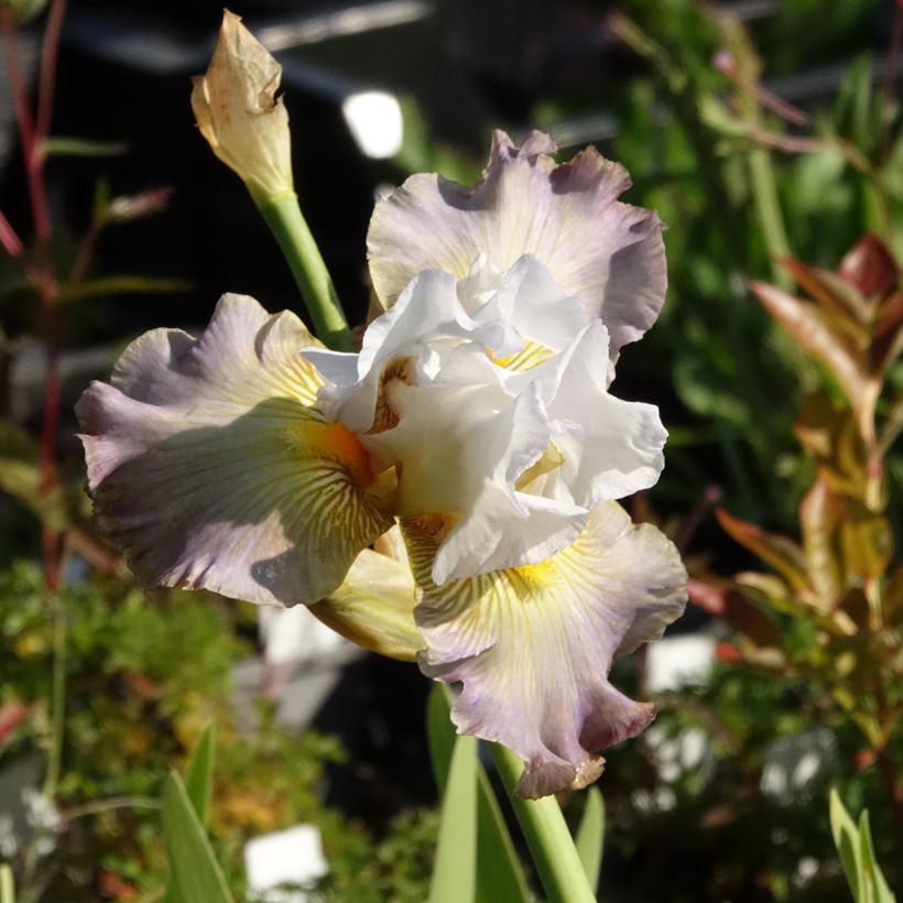 Iris Sur la plage - Tall Bearded Iris (Flowering)