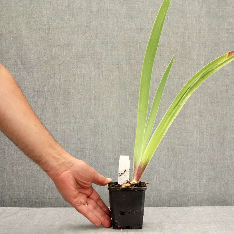 Iris germanica Surface Irisée - Bearded Iris 8/9 cm pot sample as delivered in summer