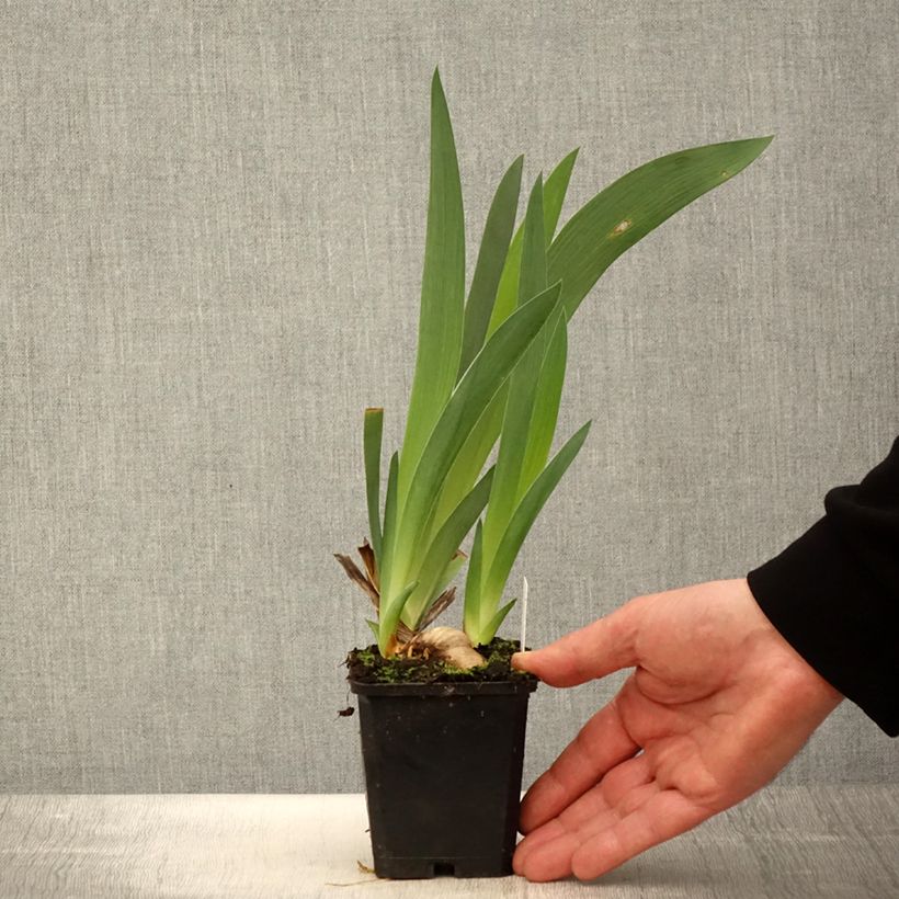 Iris Tabac Blond - Tall Bearded Iris 8/9 cm pot sample as delivered in spring