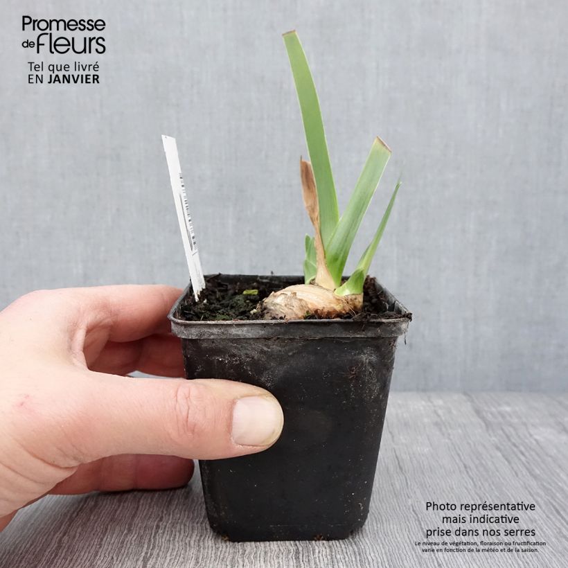 Iris Tel Arlequin - Bearded Iris 8/9 cm pot sample as delivered in winter