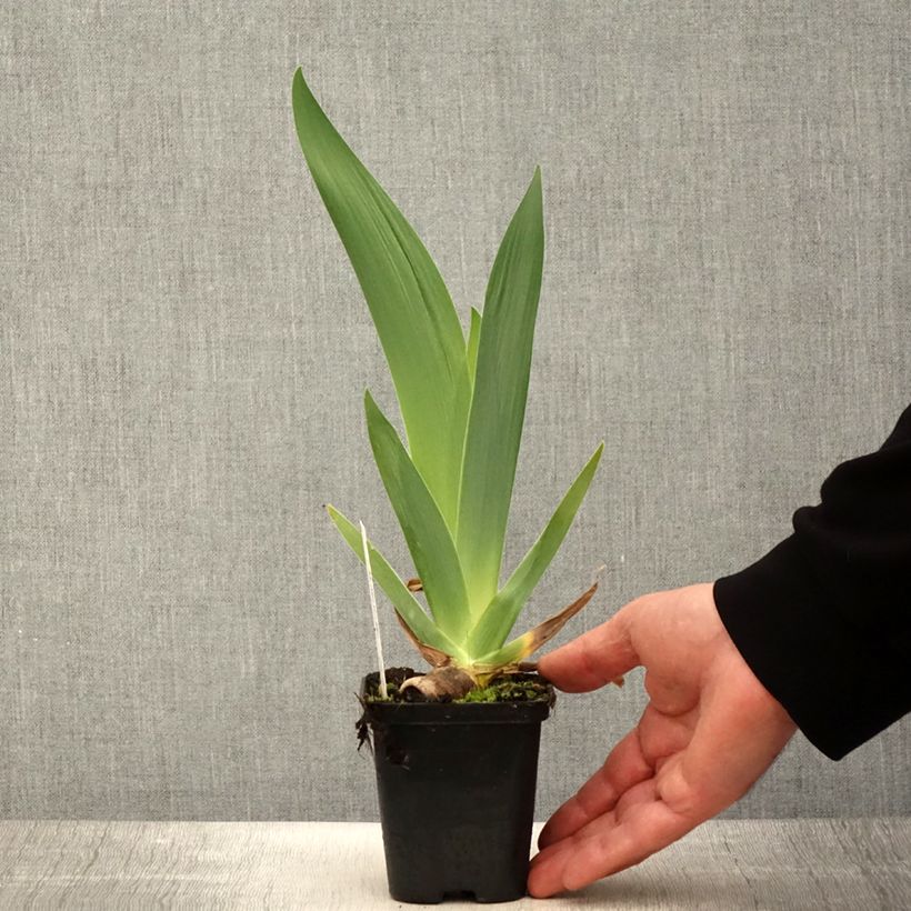 Iris Urluberlu - Tall Bearded Iris 8/9 cm pot sample as delivered in spring