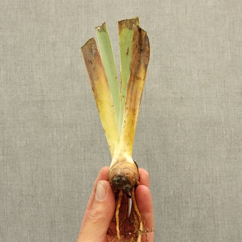 Iris germanica Vitrail - Bearded Iris bare-root rhizome sample as delivered in winter
