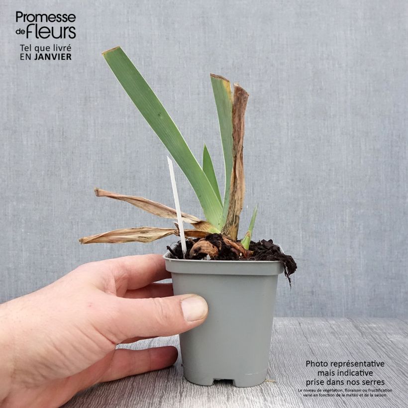 Iris Waterline - Bearded Iris 8/9 cm pot sample as delivered in winter