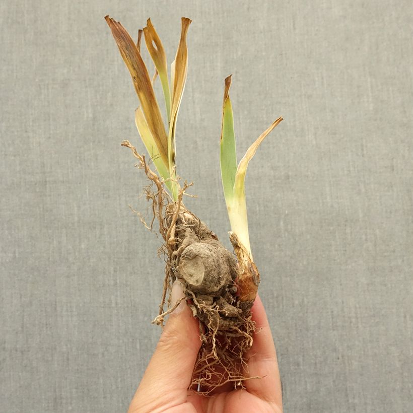 Iris germanica Wonder Never Cease - Tall Bearded Iris bare-root rhizome sample as delivered in winter