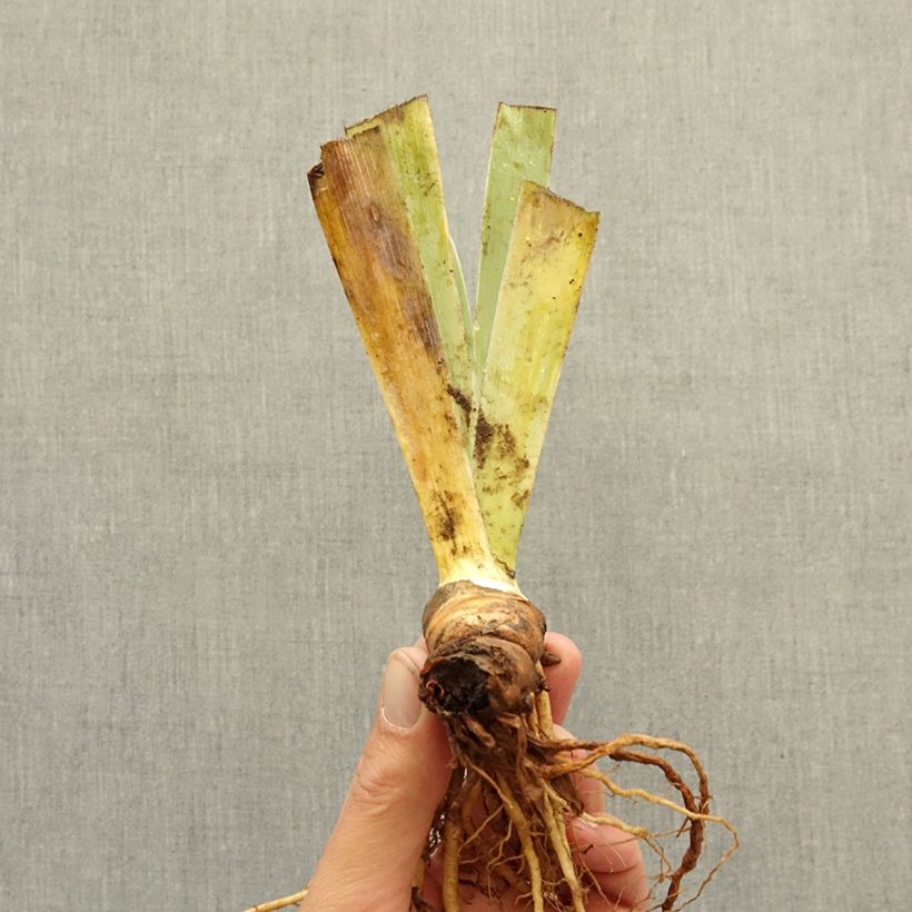 Iris germanica Wrangler - Bearded Iris bare-root rhizome sample as delivered in winter