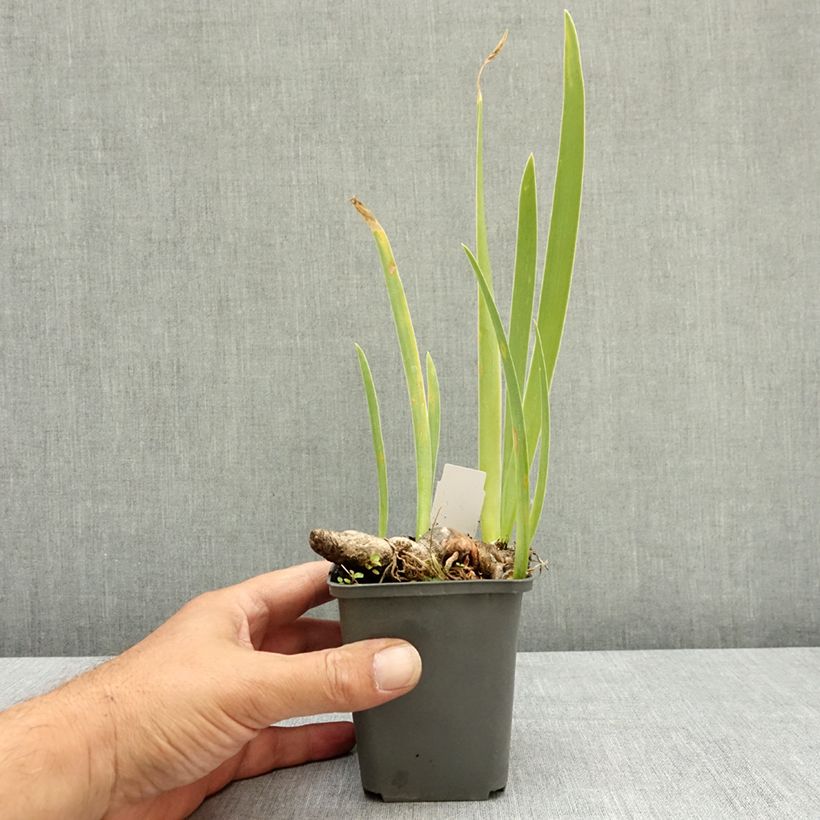 Iris Young Blood - Tall Bearded Iris 8/9 cm pot sample as delivered in summer