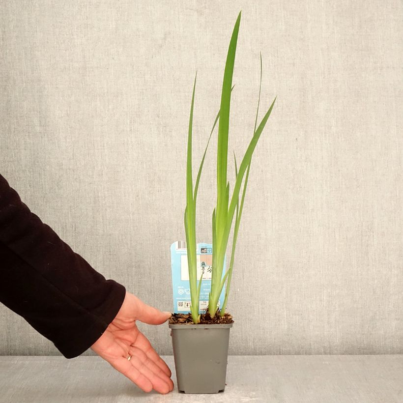 Iris laevigata Rose Queen - Water Iris 8/9 cm pot sample as delivered in spring