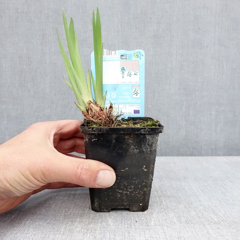 Iris laevigata Snowdrift - Water Iris 8/9 cm pot sample as delivered in spring