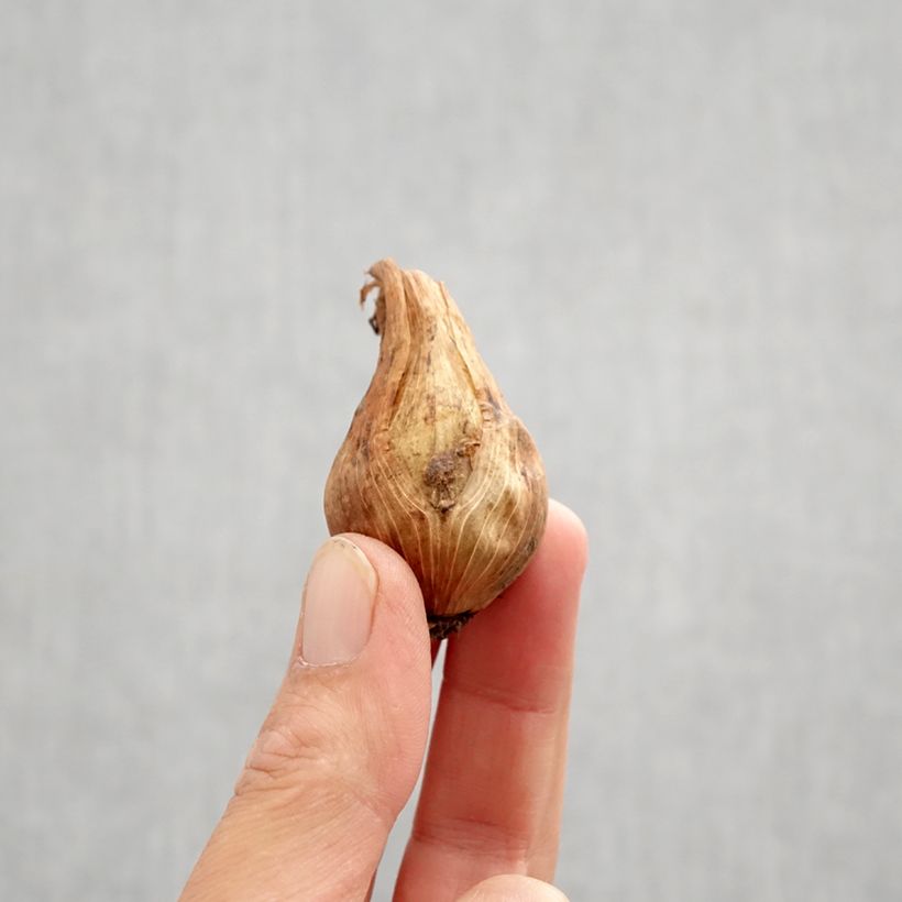 Iris magnifica  Bulb size I sample as delivered in autumn