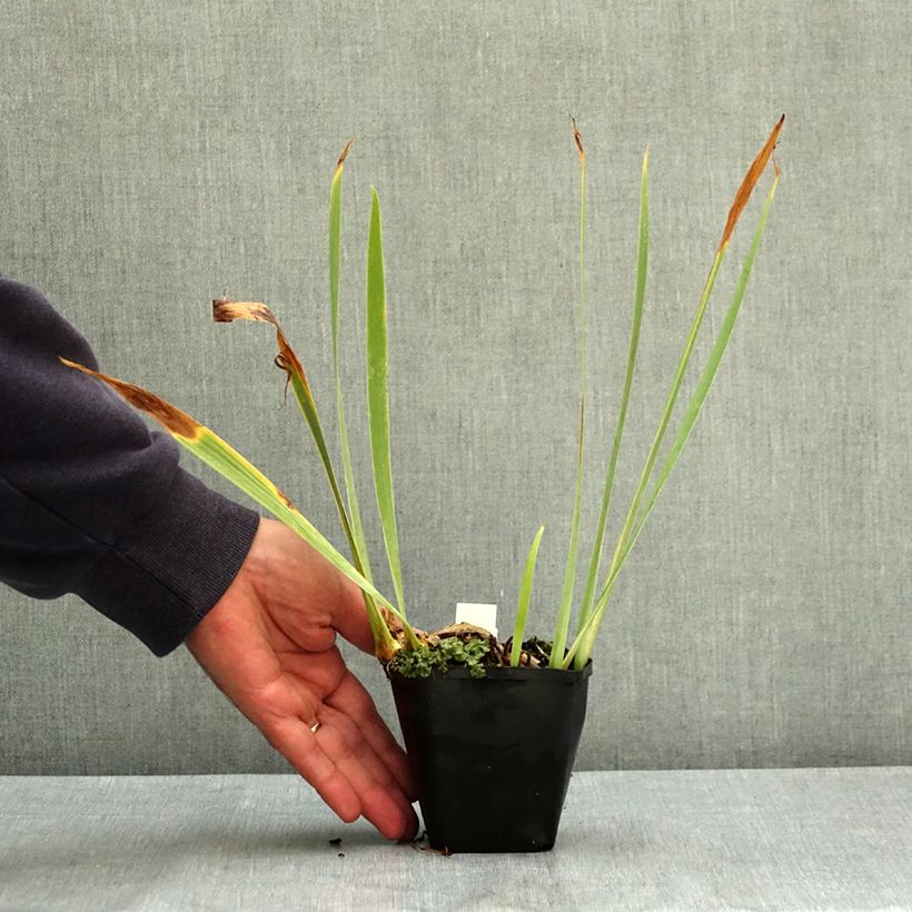 Iris pumila Bright White - Dwarf bearded Iris 8/9 cm pot sample as delivered in summer