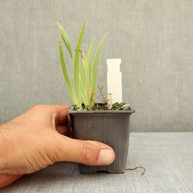 Iris pumila Crispy - Dwarf bearded Iris 8/9 cm pot sample as delivered in summer