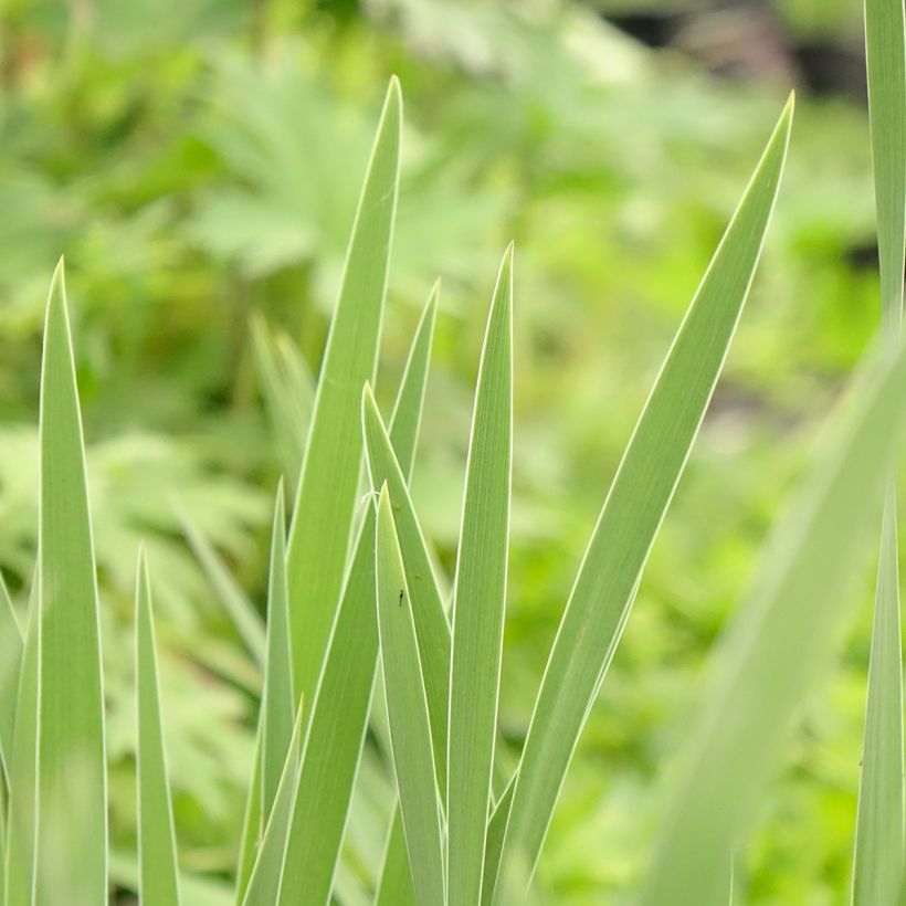 Iris pumila Crispy - Dwarf bearded Iris (Foliage)