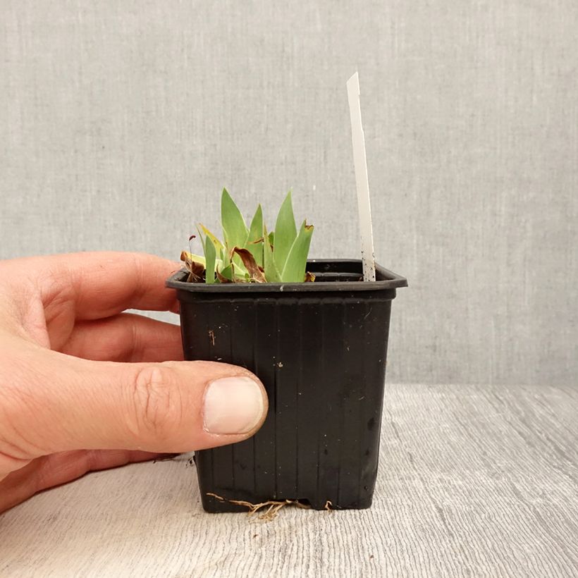 Iris pumila Crispy - Dwarf bearded Iris 8/9 cm pot sample as delivered in spring