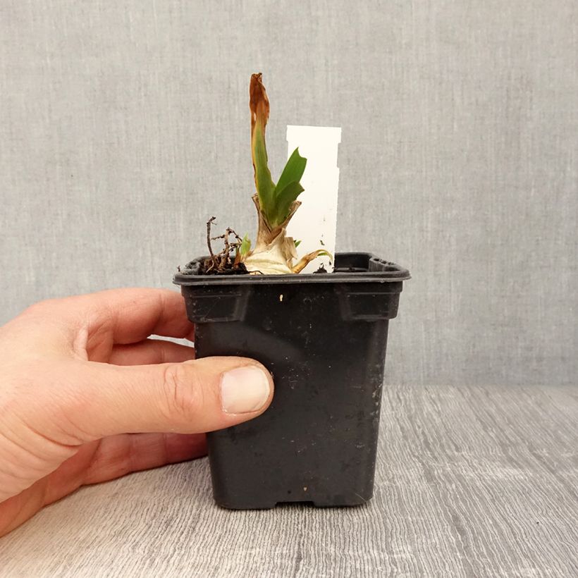 Iris pumila Jewel Baby - Dwarf bearded Iris 8/9 cm pot sample as delivered in spring