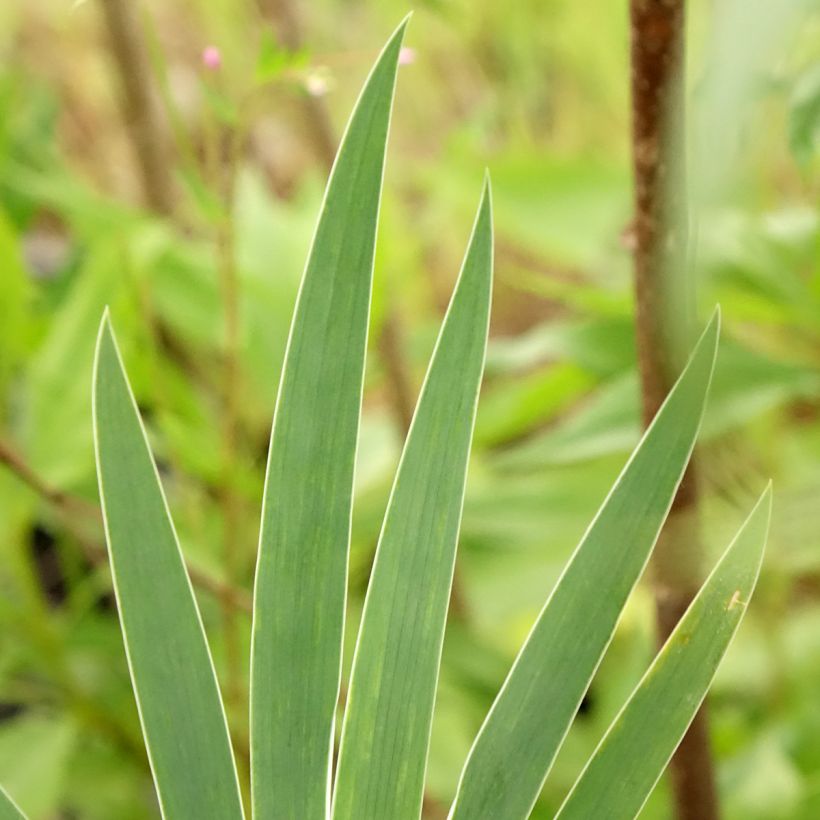 Iris Wee Harry - Dwarf iris (Foliage)