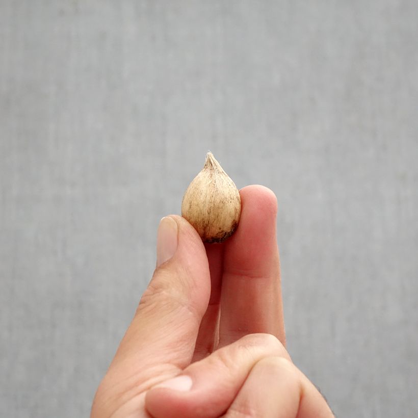 Iris reticulata Dijt Bulb size 5+ sample as delivered in autumn