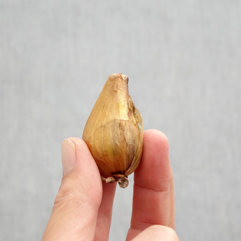 Iris reticulata Down to Earth Bulb size I sample as delivered in autumn