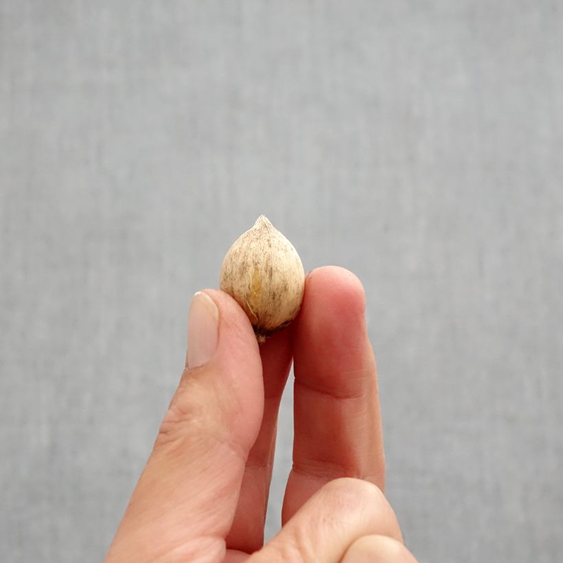 Iris reticulata Louise Bulb size 5+ sample as delivered in autumn