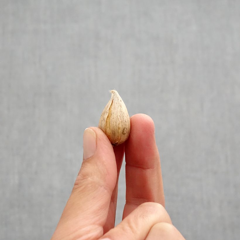 Iris reticulata Natascha Bulb size 5+ sample as delivered in autumn