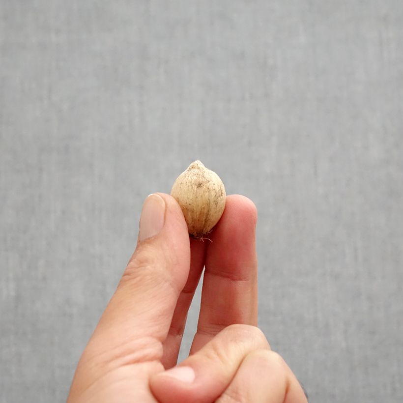 Iris reticulata Rejoice Bulb size 5+ sample as delivered in autumn