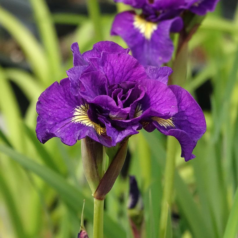 Iris sibirica Bundle of Joy - Siberian Iris (Flowering)