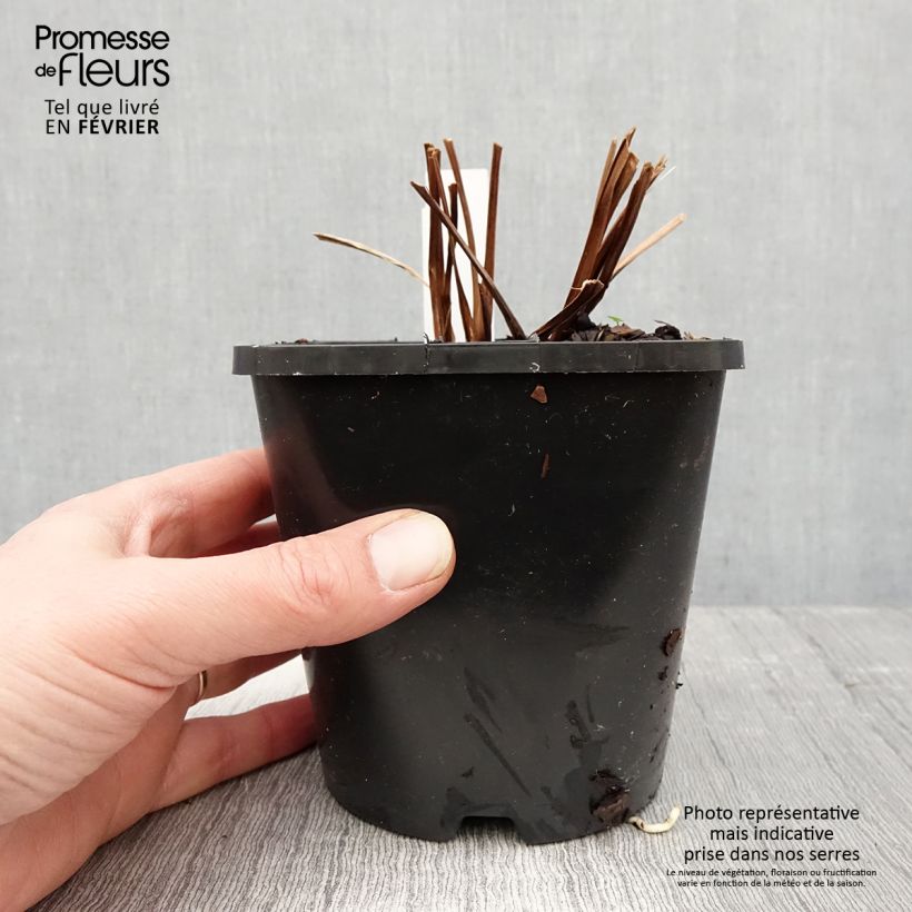 Iris sibirica Bundle of Joy - Siberian Iris 1.5L/2L pot sample as delivered in winter