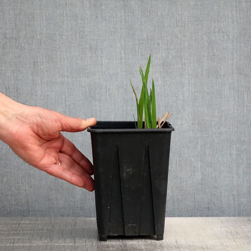 Iris sibirica Bundle of Joy - Siberian Iris 1.5L/2L pot sample as delivered in spring