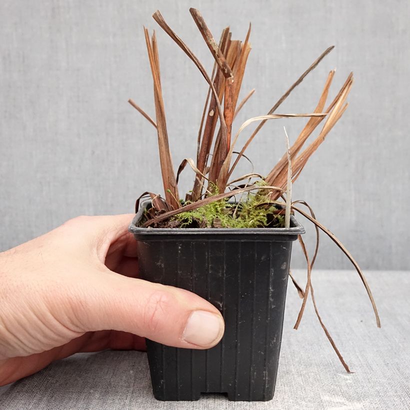 Iris sibirica Chartreuse Bounty - Siberian Iris 8/9 cm pot sample as delivered in winter