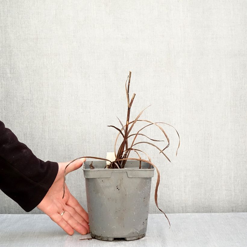 Iris sibirica Colonel Mustard - Siberian Iris 2L/3L pot sample as delivered in autumn