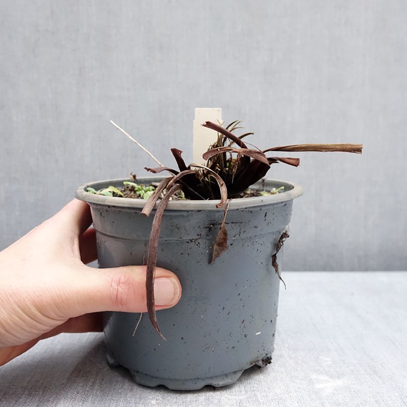 Iris sibirica Colonel Mustard - Siberian Iris 2L/3L pot sample as delivered in winter