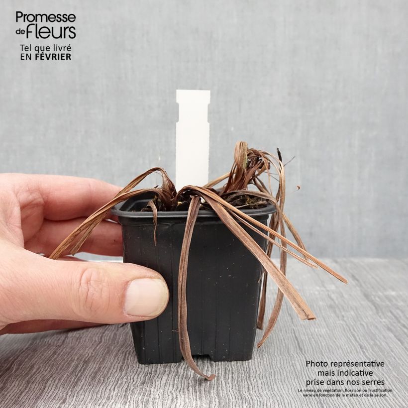 Iris sibirica Concord Crush - Siberian Iris 8/9 cm pot sample as delivered in winter